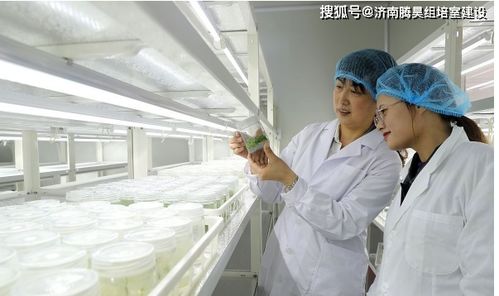 生姜组培苗工厂化生产技术及核心仪器设备清单